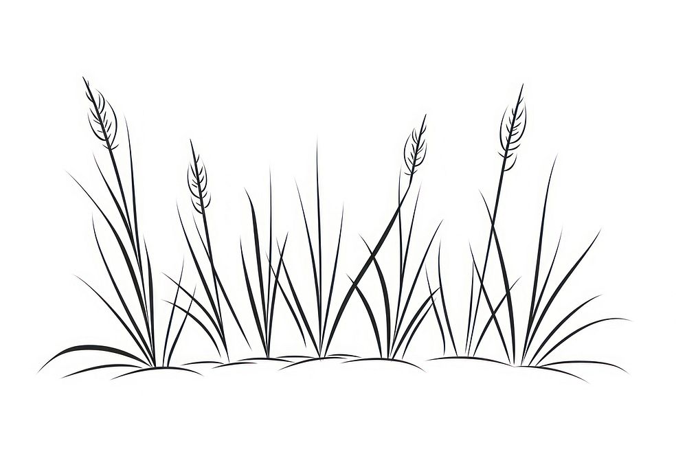 Grass illustrated agropyron drawing.