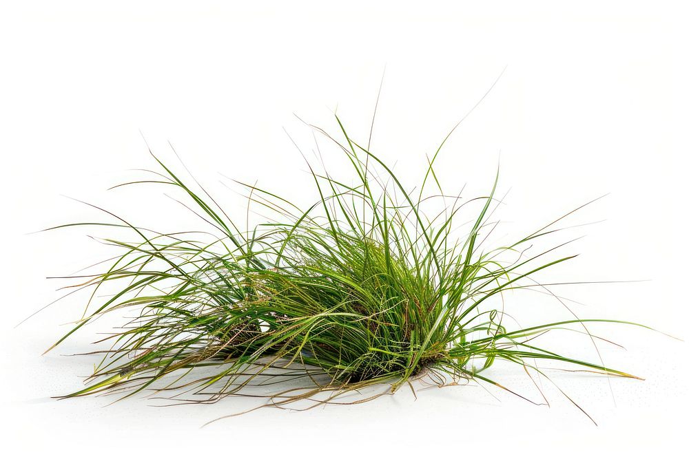 Grass grass vegetation agropyron.