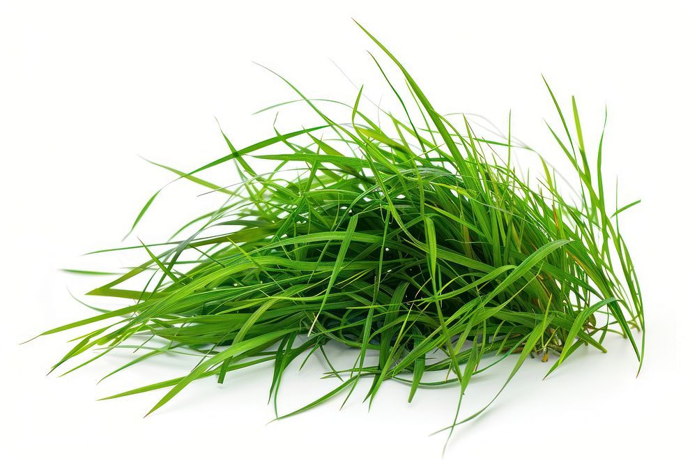 Grass grass seasoning plant.