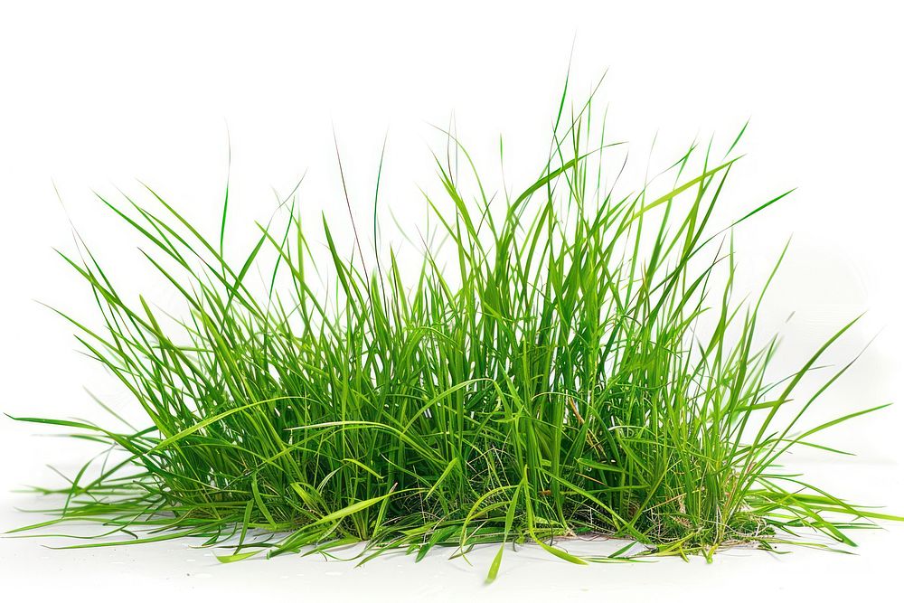 Grass grass vegetation agropyron.