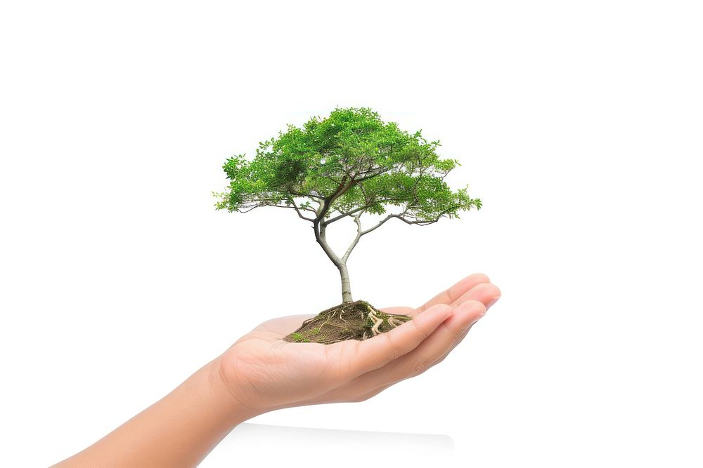 Hand holding tree bonsai person plant.