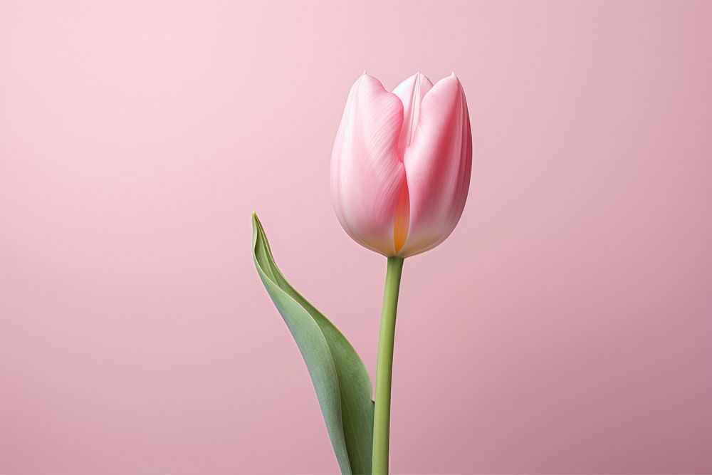 Pink tulip blossom flower plant.