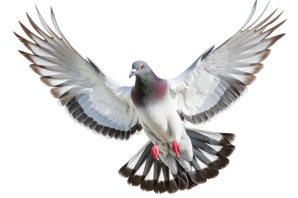 Pigeon flying animal bird dove.