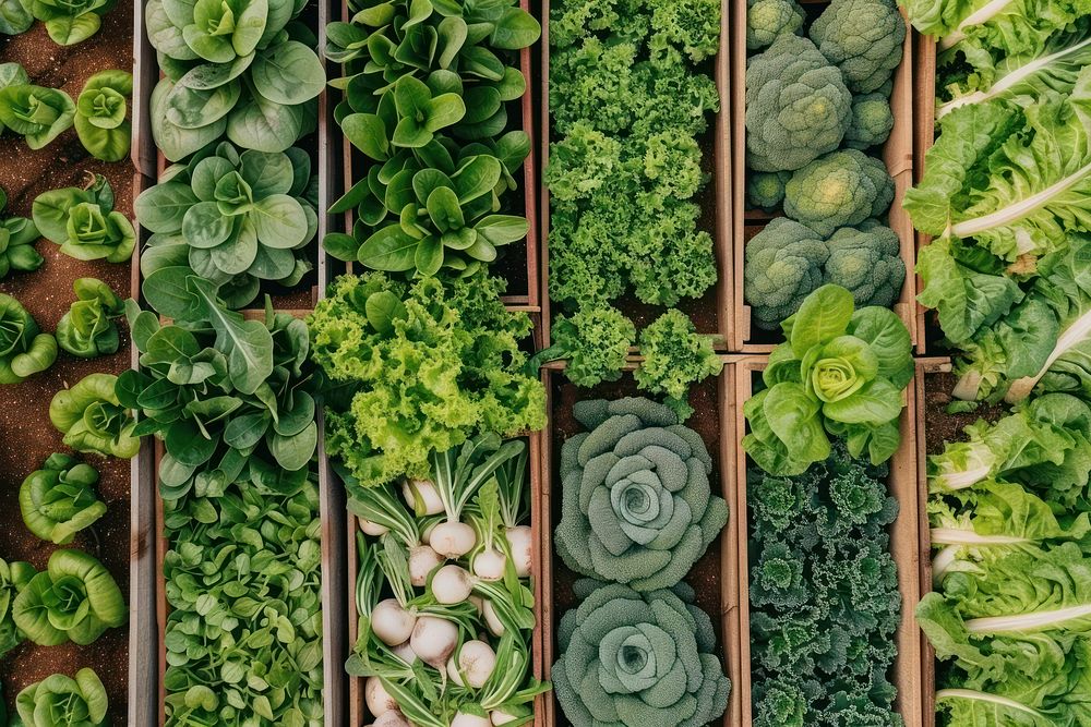 Vegetable garden produce salad food.
