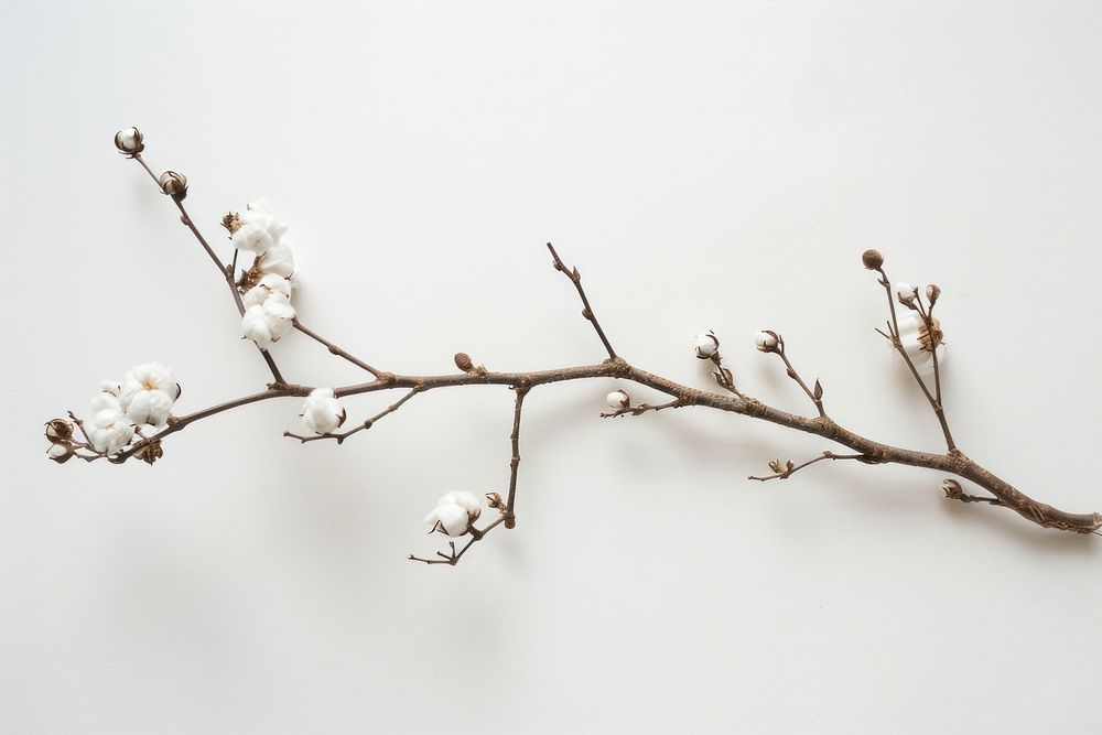 Cotton branch cotton blossom produce.