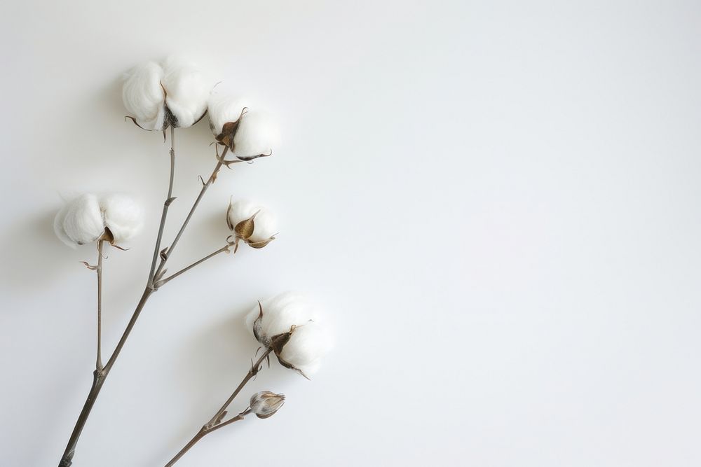 Cotton flower cotton chandelier blossom.