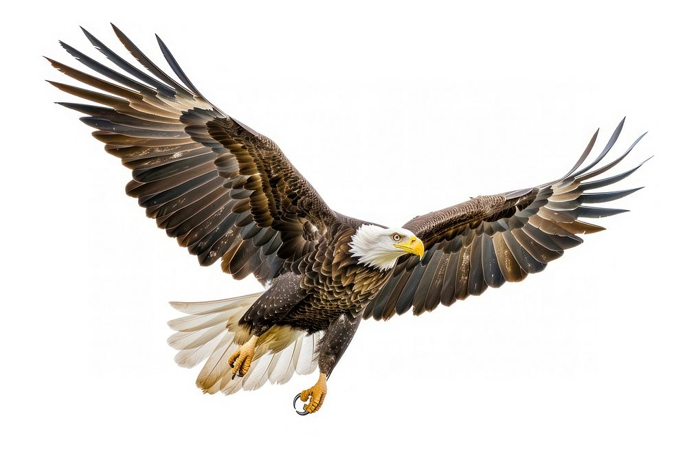 Eagle line horizontal border eagle animal flying.