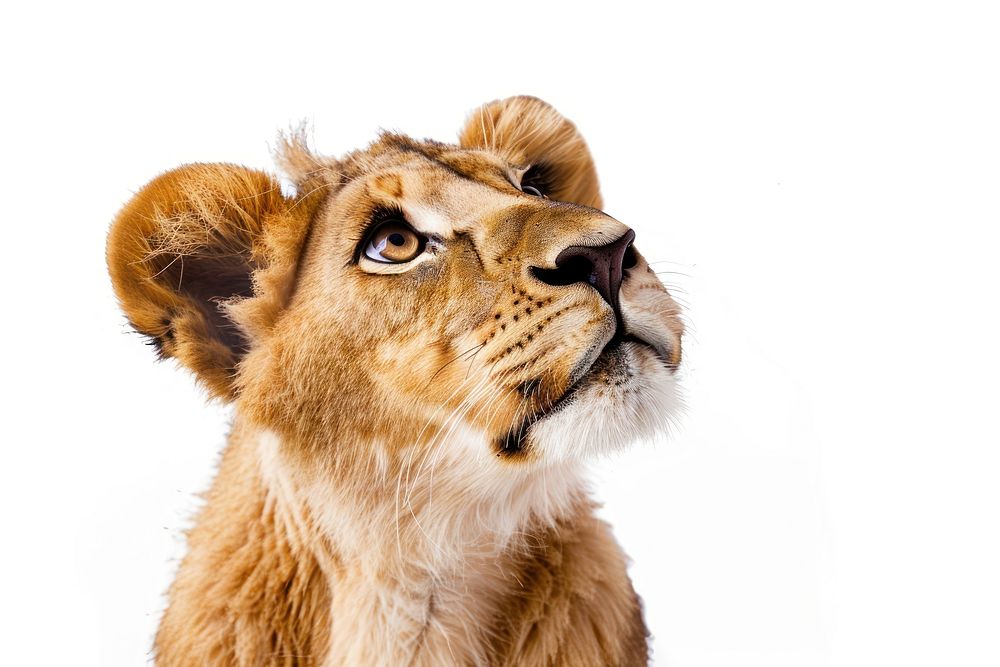 Lion looking confused wildlife cheetah animal.