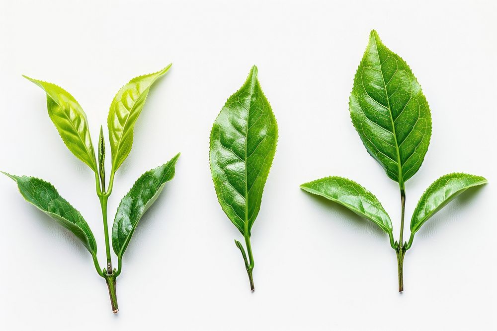 Tea leaves beverage plant drink.