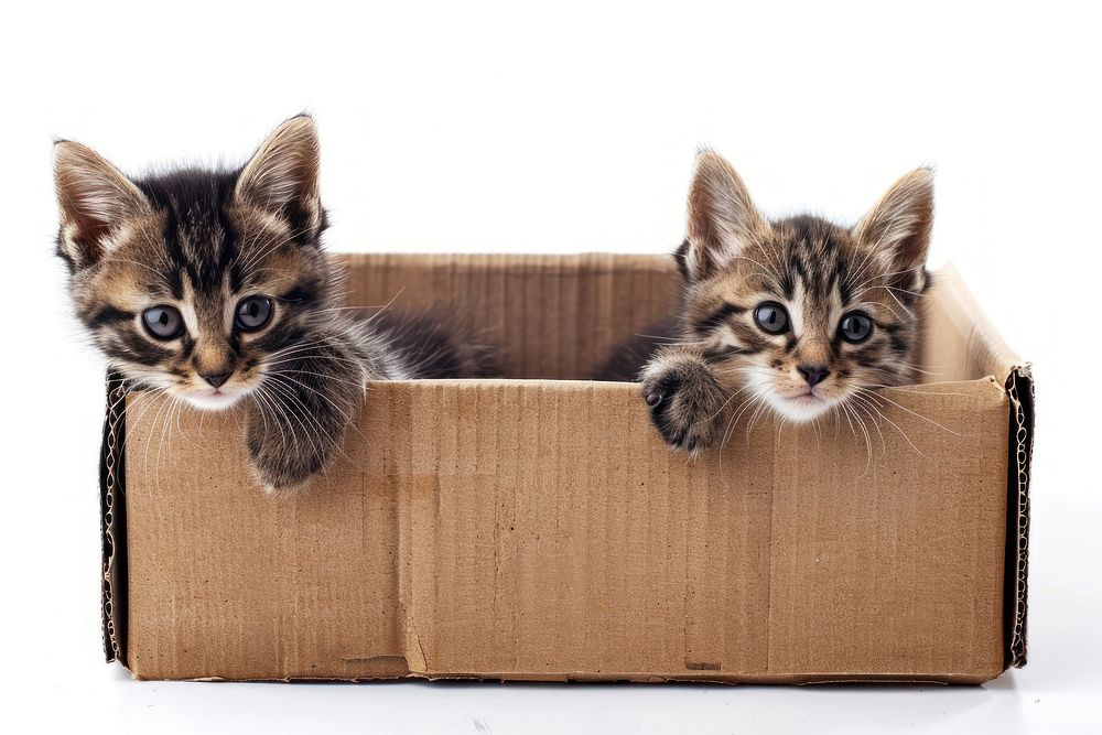 Kittens in cardboard box animal mammal carton.