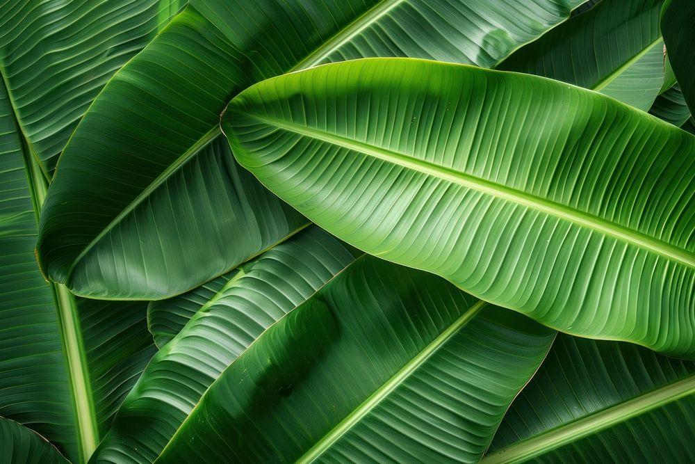 Banana Leaf green leaf vegetation.