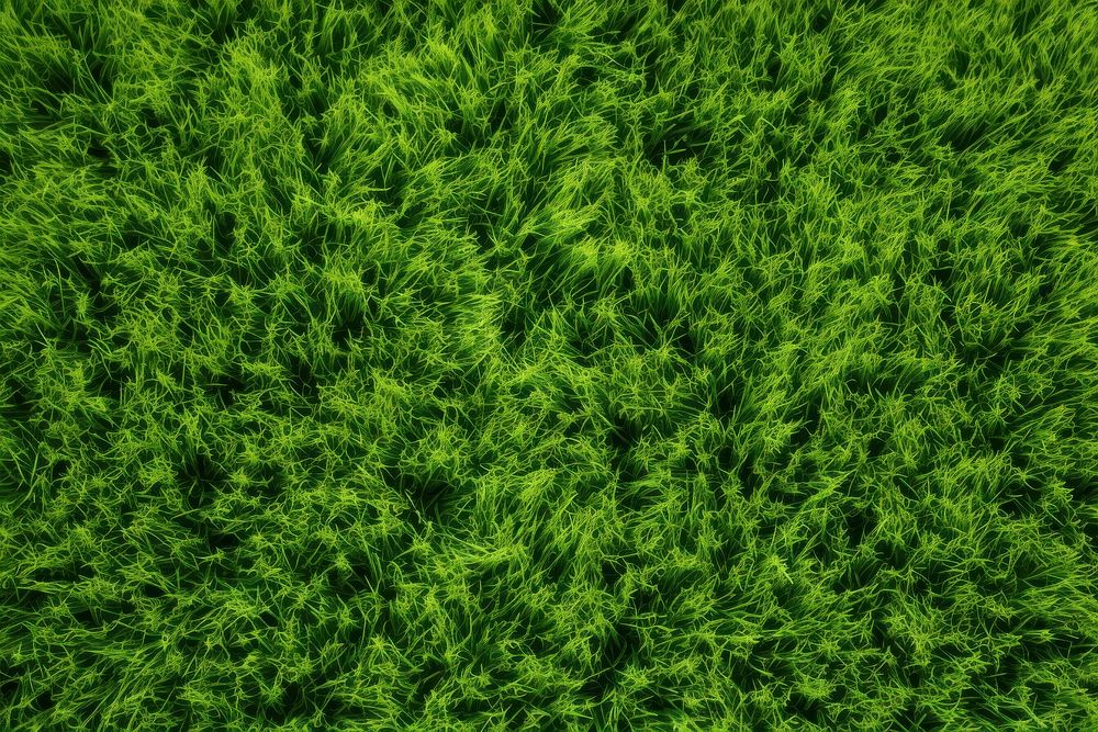 Grass texture background green vegetation outdoors.