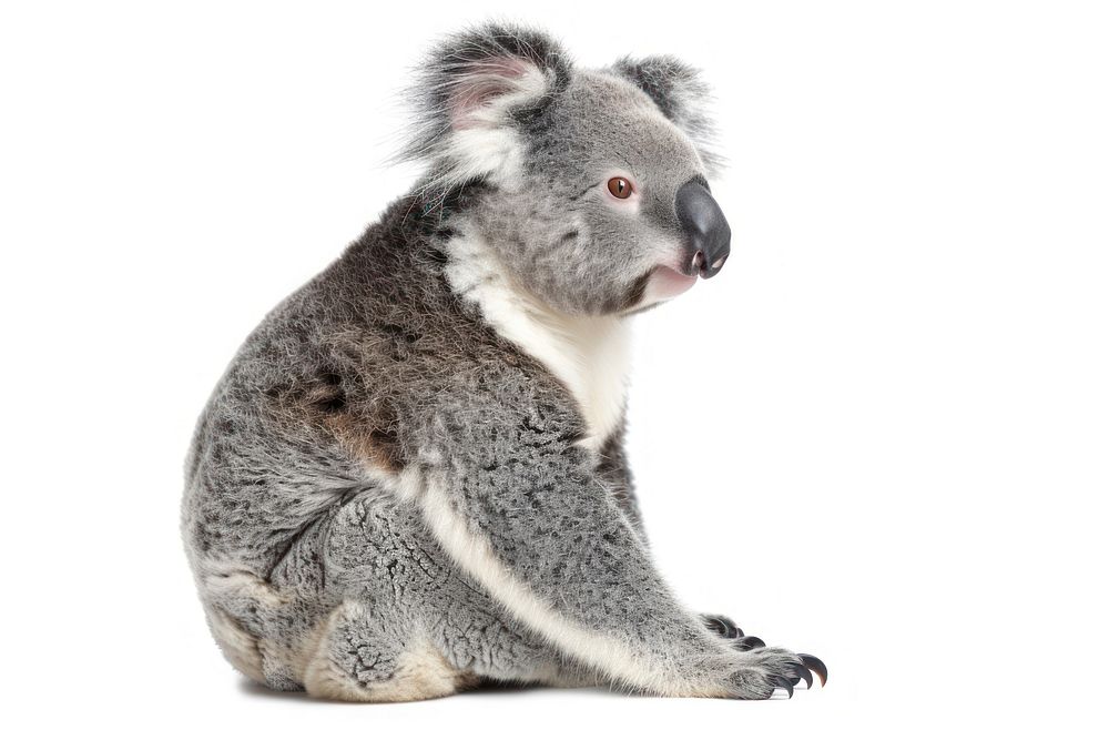 Young koala wildlife animal mammal.