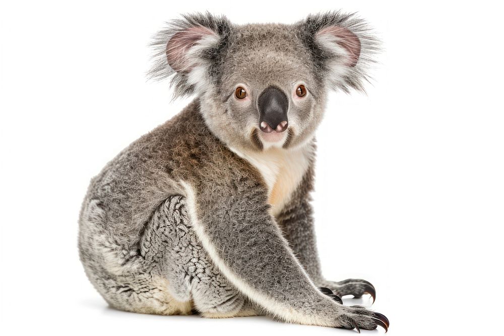 Young koala wildlife animal mammal.