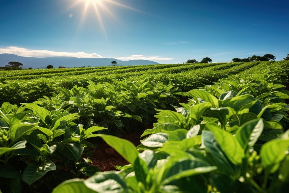 Green coffee bean field outdoors tobacco nature.