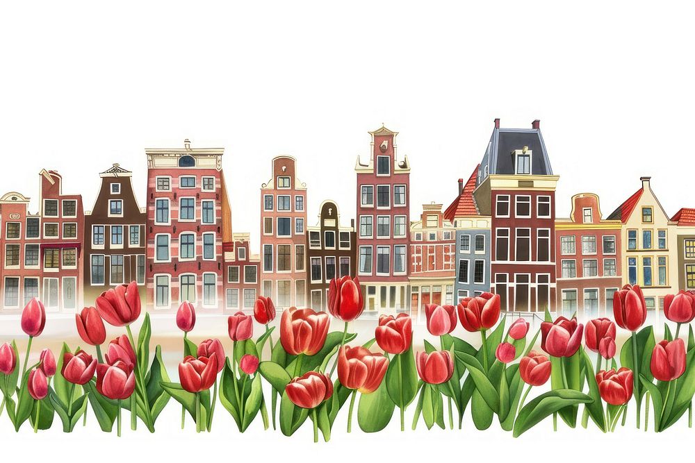 Amsterdam flower tulip city.