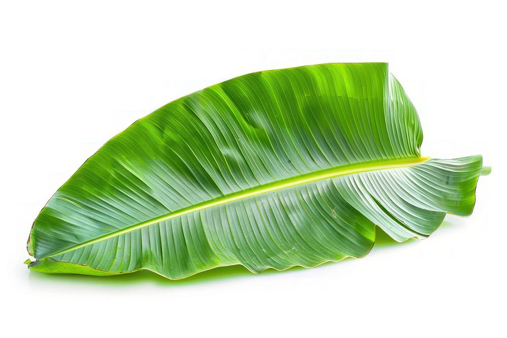 Banana leaf plant.