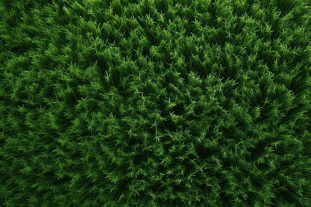 Grass texture background nature vegetation outdoors.