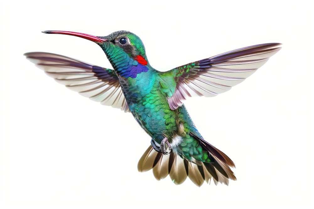 Broad Billed Hummingbird hummingbird animal.