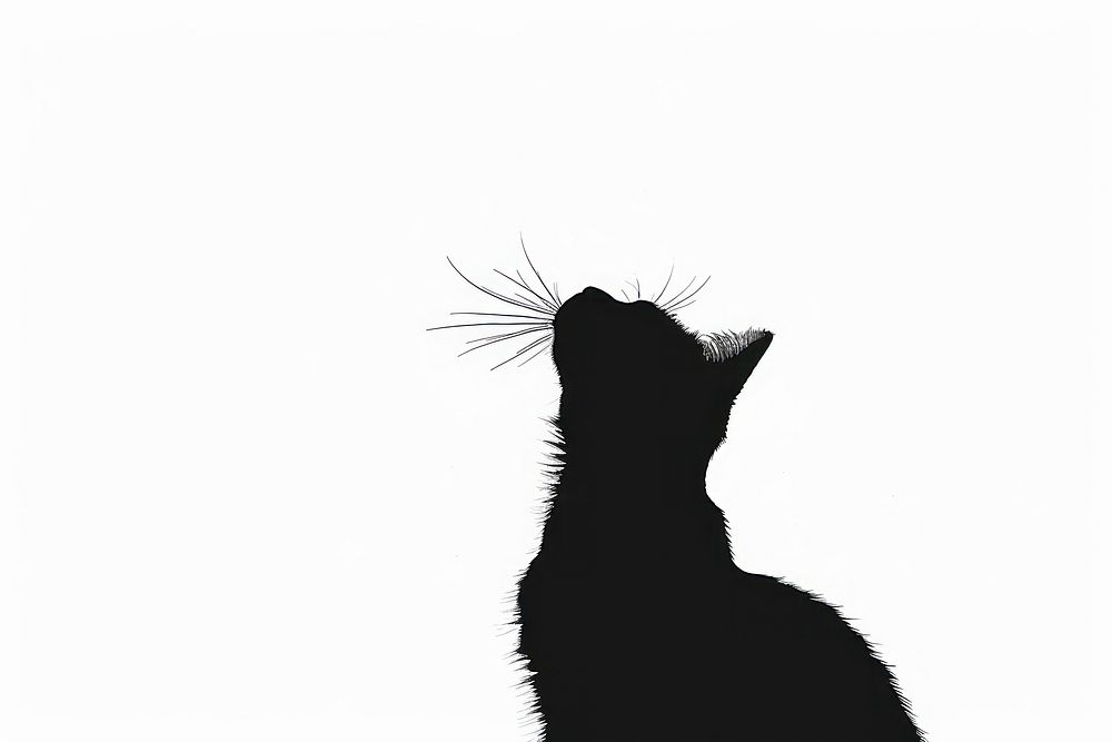 Cat silhouette backlighting animal.