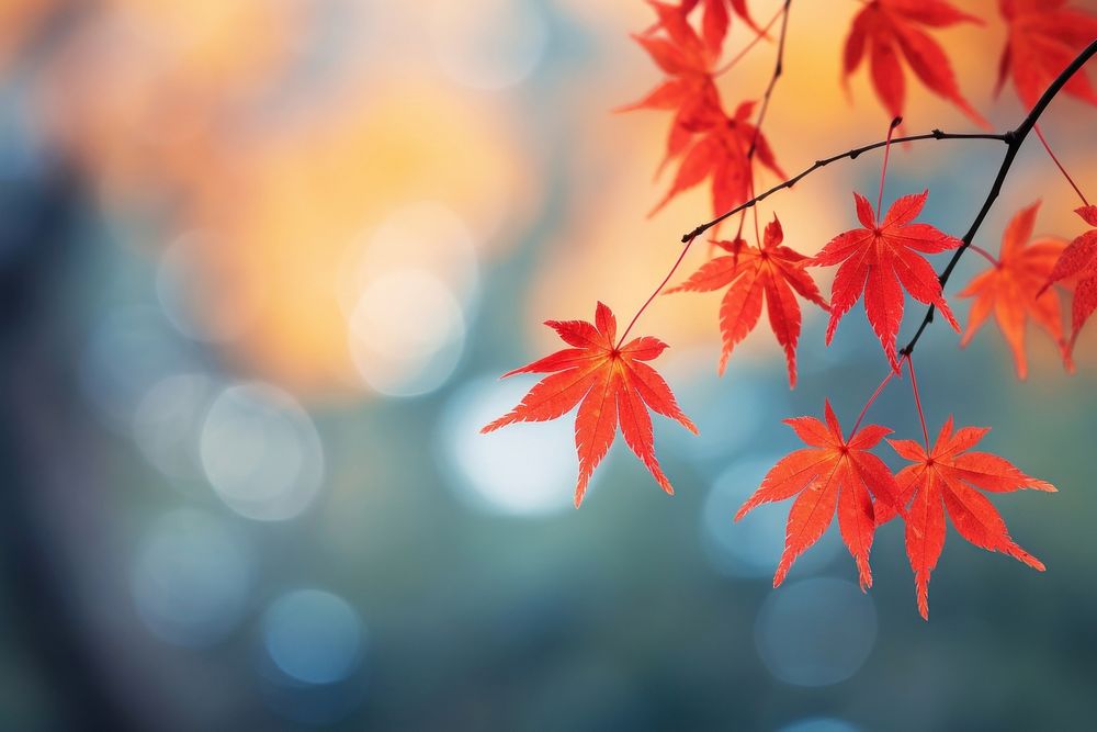 Maple leaves autumn tree plant.