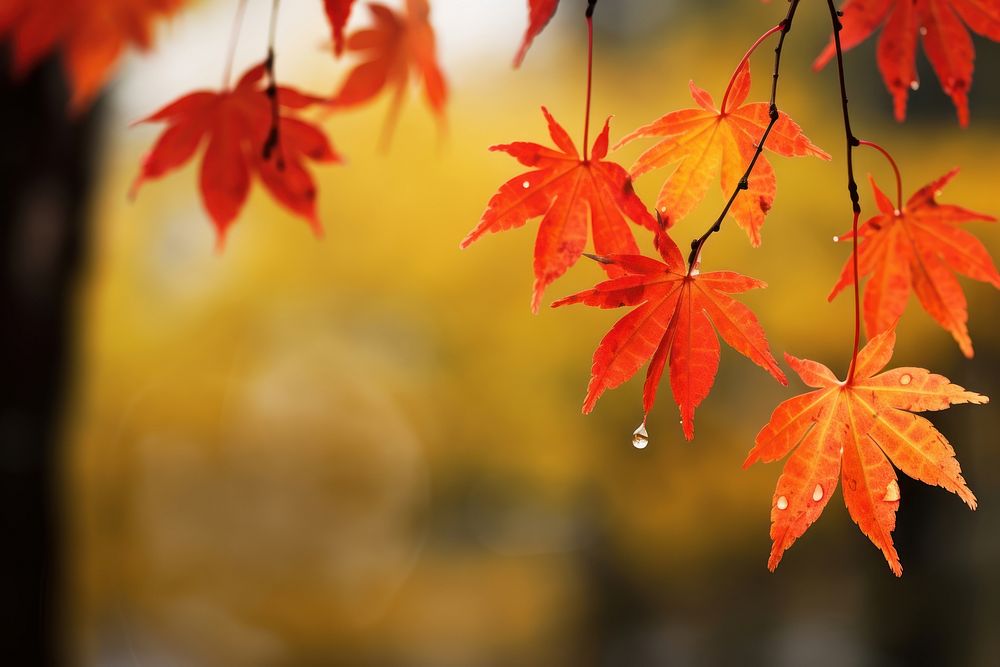 Maple leaves autumn plant leaf.