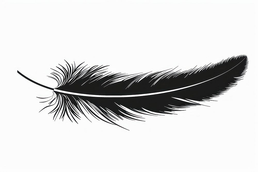 Feather art illustrated drawing.