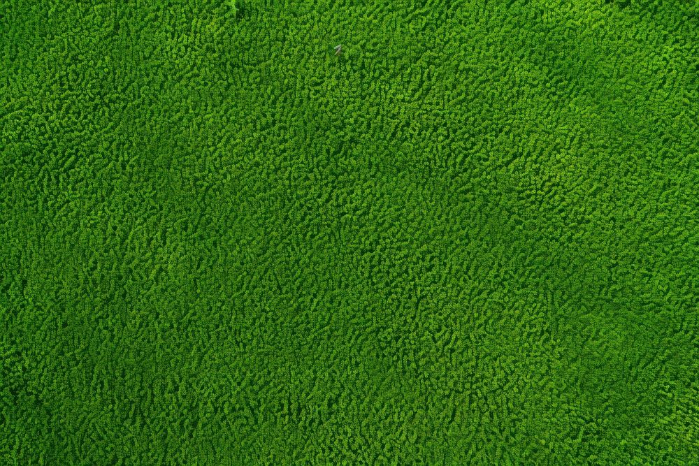 Grass texture background green vegetation blackboard.