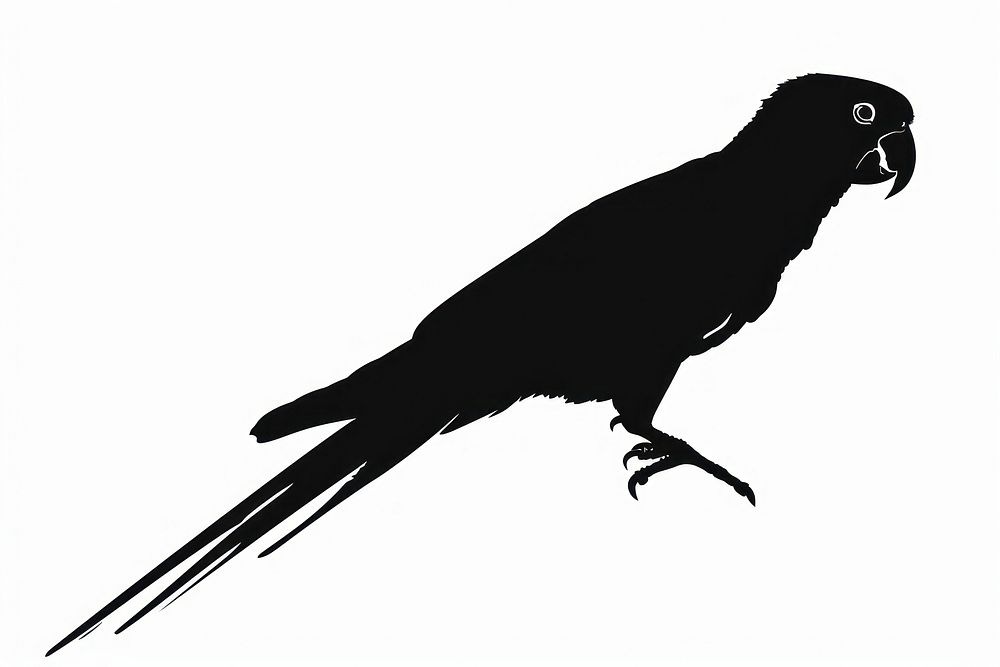 Parrot silhouette blackbird agelaius.