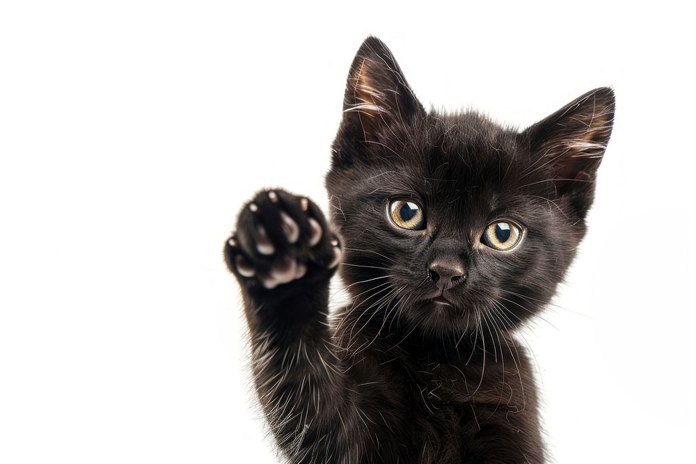 Black cat kitten electronics black cat.