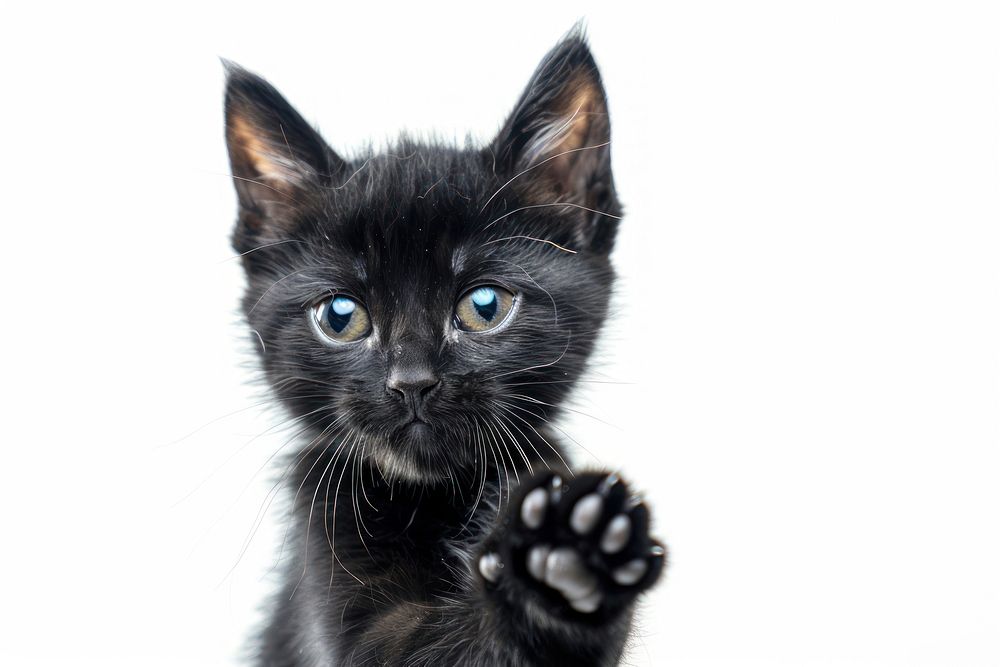 Black cat kitten electronics hardware.