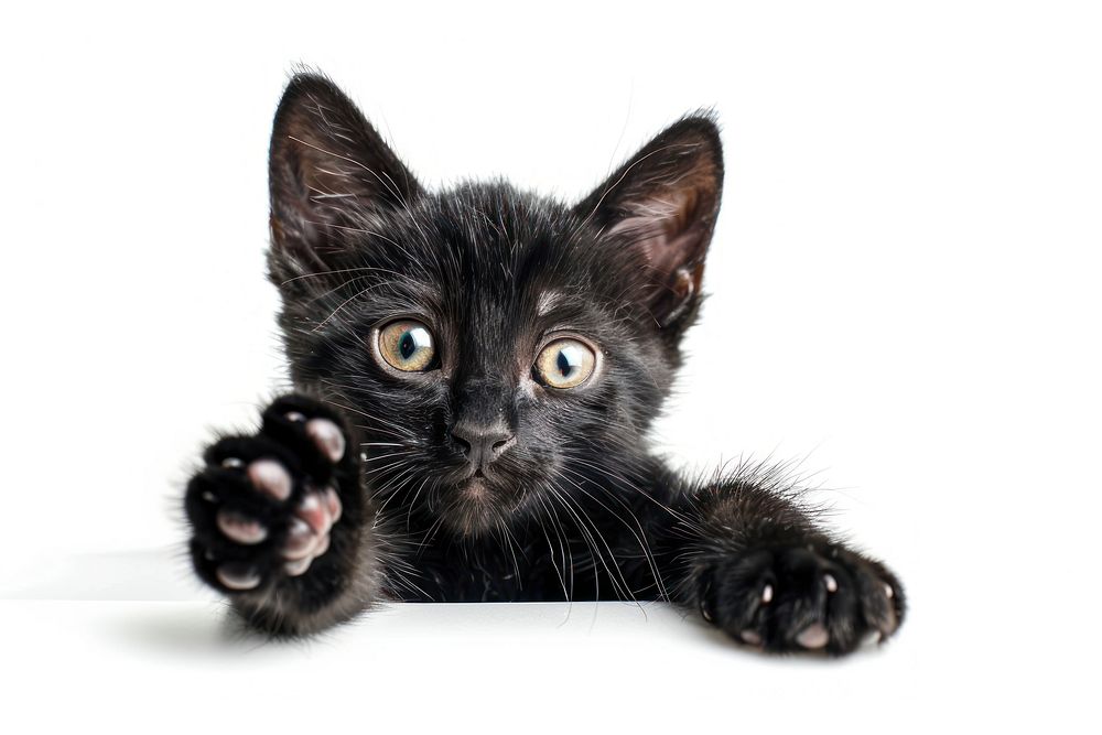 Black cat kitten electronics hardware.