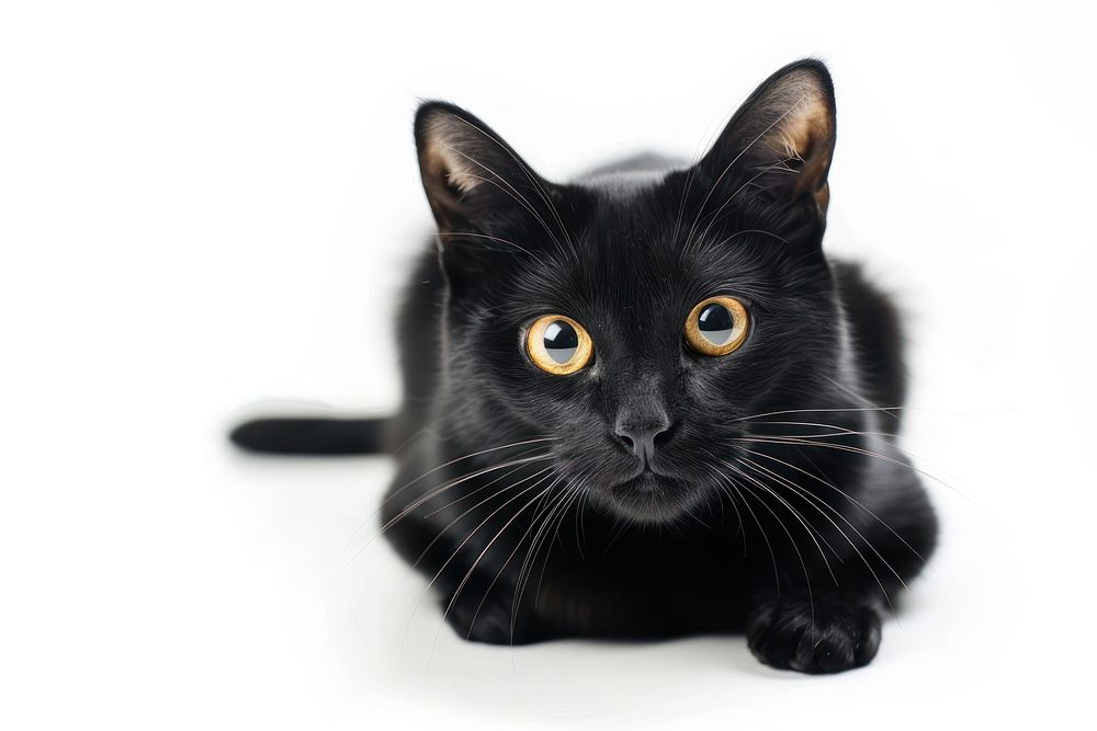 Black Cat cat black cat animal.