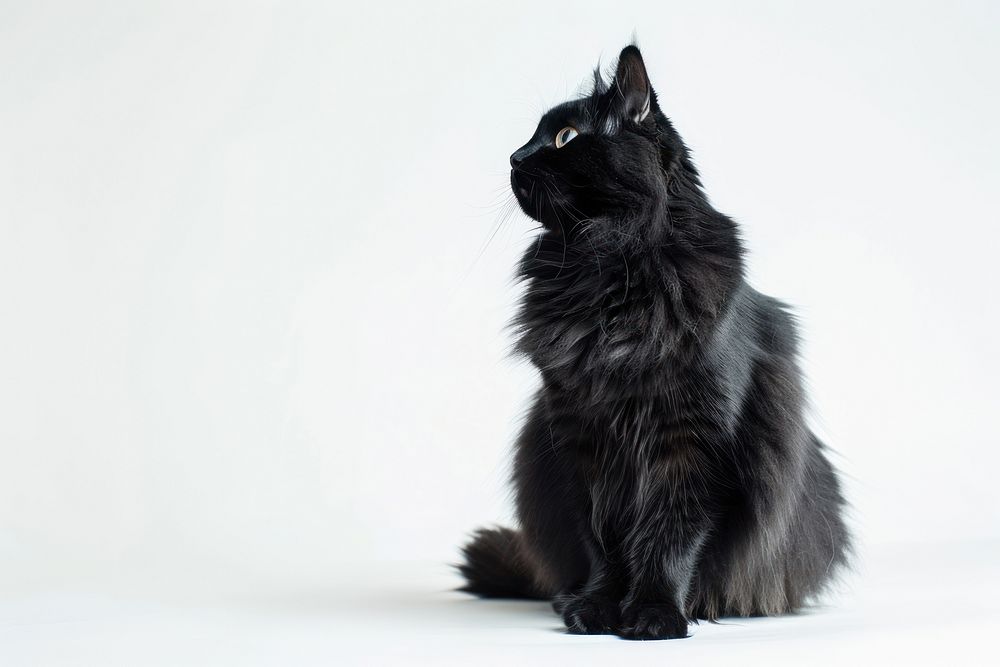 Black Siberian cat animal mammal pet.