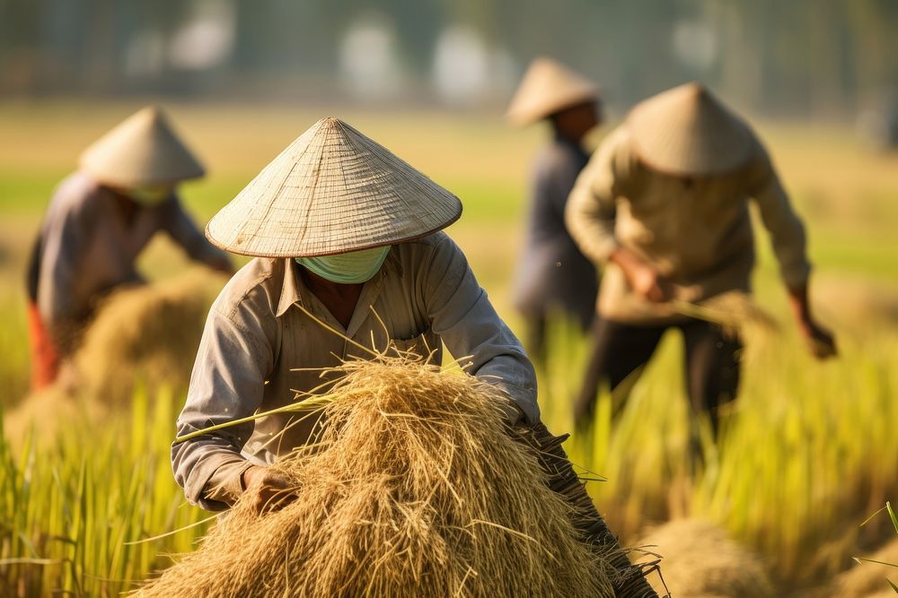 Asian farmer harvest countryside outdoors.