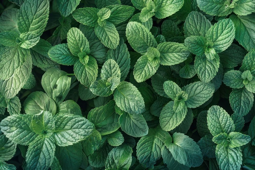 Mint mint vegetation herbs.