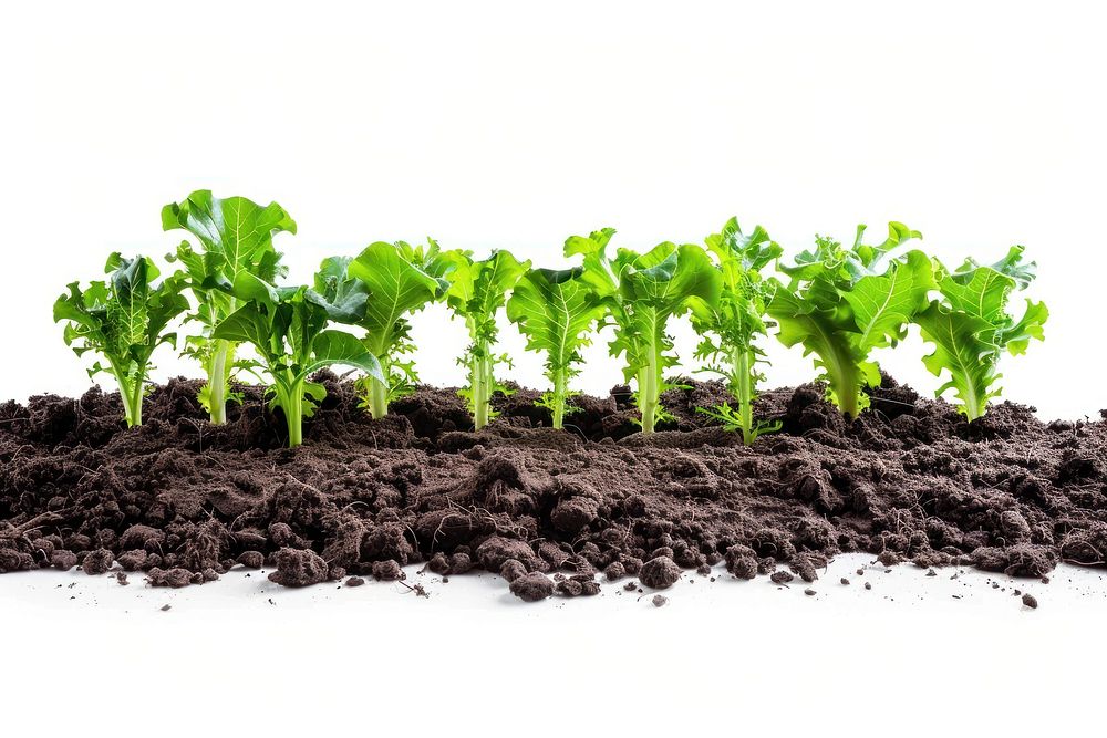 Smart farming vegetable outdoors produce.