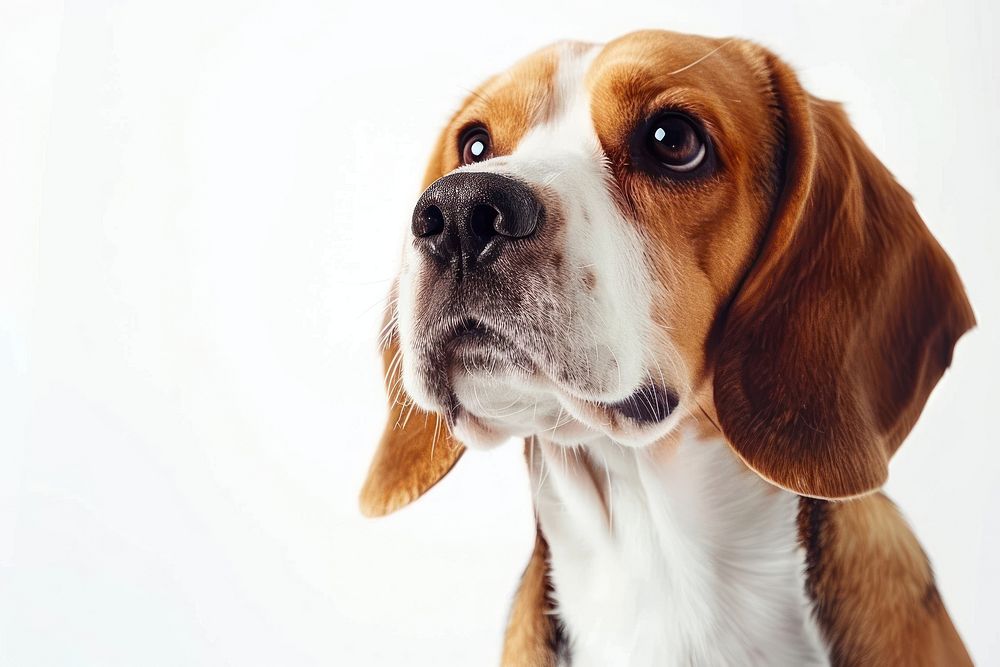 Beagle beagle dog animal.