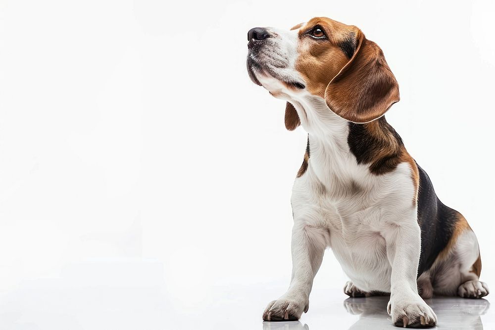 Beagle beagle dog animal.