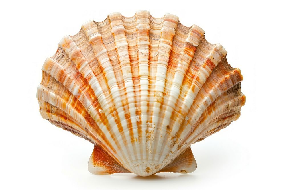 Scallops sea shell invertebrate seashell seafood.