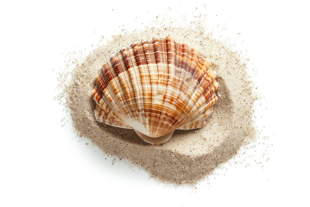 Sea shell invertebrate seashell seafood.