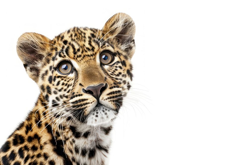 Leopard looking confused wildlife panther cheetah.