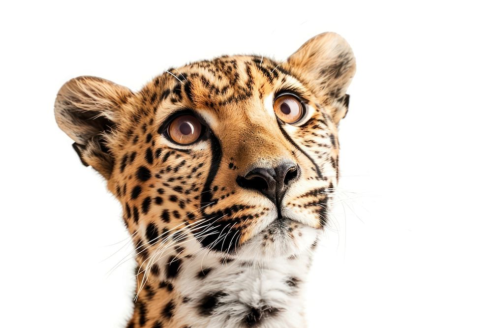 Leopard looking confused wildlife cheetah panther.