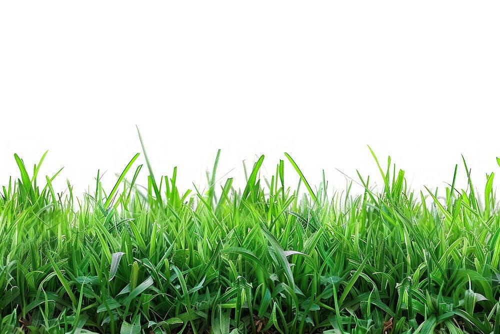 Grass vegetation football soccer.