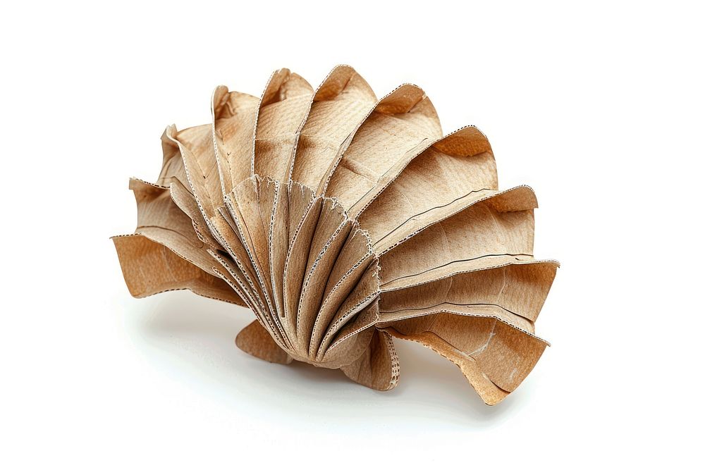 Shell cardboard invertebrate seashell. | Free Photo - rawpixel