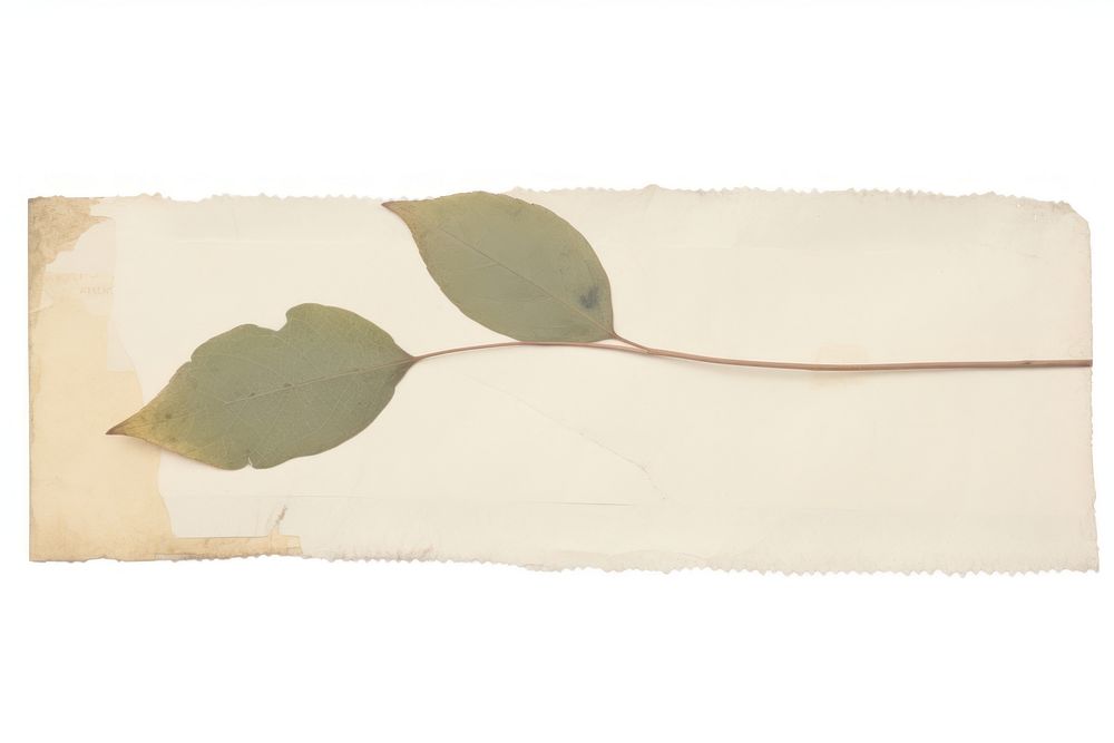 Leaf ephemera paper plant white background.