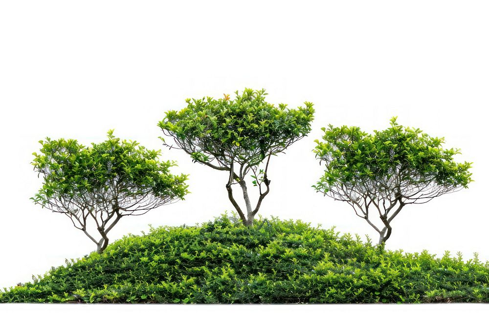 Tea tree garden vegetation outdoors bonsai.