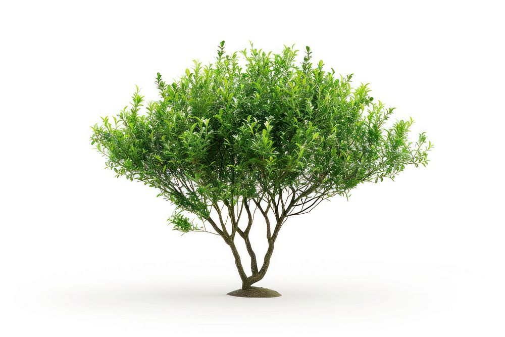 Tea tree vegetation herbal bonsai.