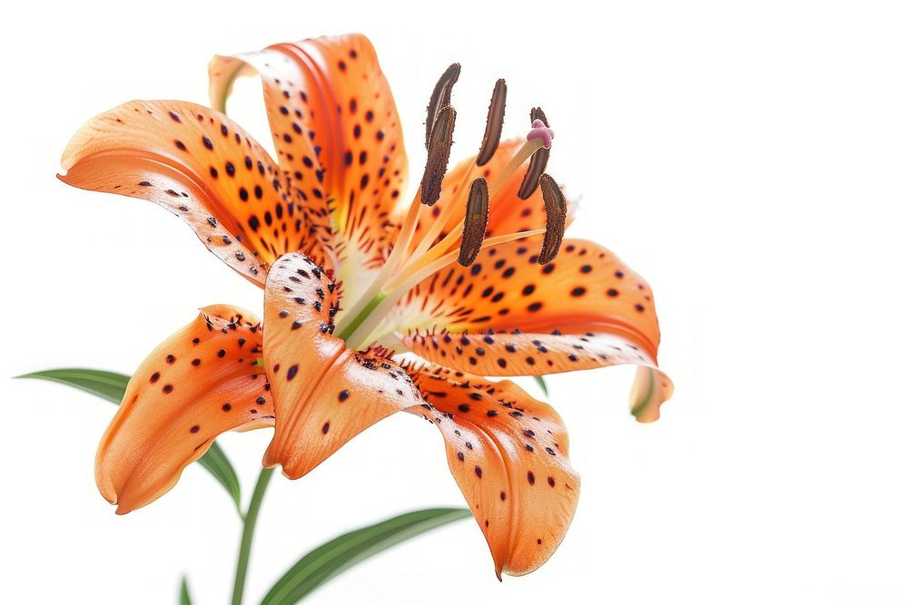 Tiger lily blossom flower anther.