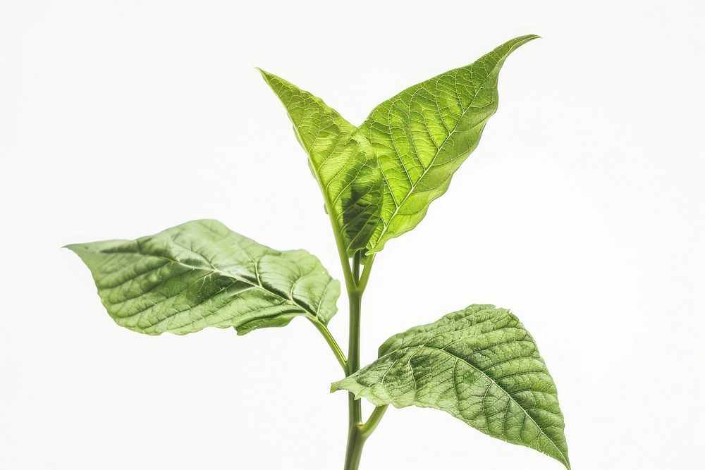 Tobacco plant leaf.